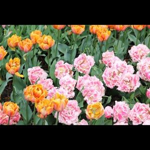 Meet your Posher, Tri